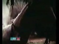 The Pakistan S ChuckNorris Vijaykanth Balakrishna Stunt