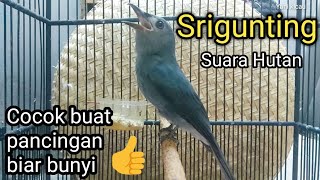 Download lagu Srigunting Abu Abu Gacor Efektif buat pancingan srigunting biar bunyi mp3 Download lagu Srigunting Abu Abu Gacor Efektif buat pancingan srigunting biar bunyi mp3