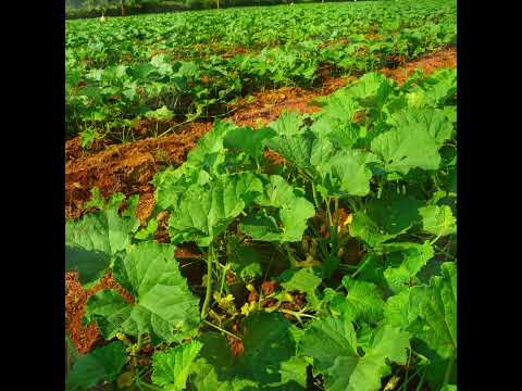 Benoni Farmer from Thobeka Manyathi from Kynoch Fertilizer