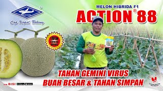 Download lagu BISI Sahabat Petani: #Melon Action-88, Tahan Virus-Buah Besar-Manis, Paling Disuka Pasar (Kab. Luwu) mp3 Download lagu BISI Sahabat Petani: #Melon Action-88, Tahan Virus-Buah Besar-Manis, Paling Disuka Pasar (Kab. Luwu) mp3