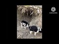 Street Dog Lucy Puppys