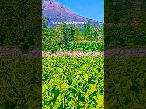 Puncak Gunung Sindoro dari Kampoeng Atas Awan #gunungsindoro #panorama #trending #videoshort