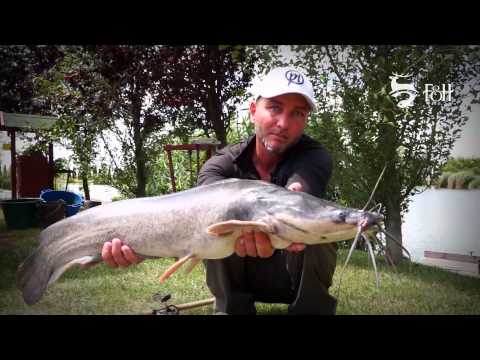 FEEDERMANIA - Afrikai harcsahorgászat