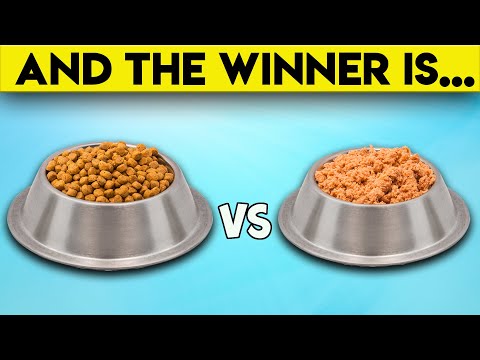 Cat Food: WET vs DRY - What Is Better? | Facts About Cats