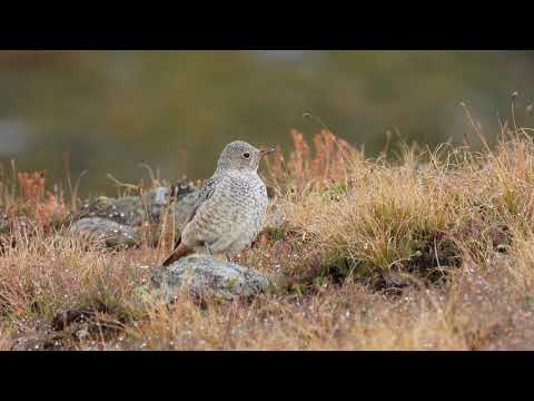 skaliar pestrý (Monticola saxatilis) — biotop a pohyb