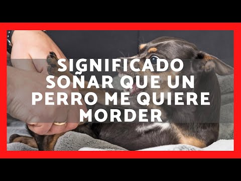 ▶️ WHAT DOES IT MEAN TO DREAM THAT A DOG WANTS TO BITE ME 2023✅ MEANING OF A DREAM THAT A DOG BIT...