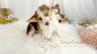 Video preview image #1 Pembroke Welsh Corgi Puppy For Sale in ASTORIA, NY, USA