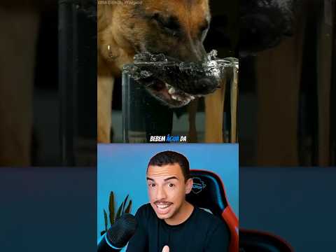 Cães vs Gatos: Eles NÃO bebem água igual! 🐶🐱
