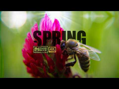 Lincoln Maurice - The Dawn Of Spring - Misc Originals