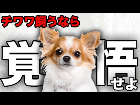 チワワ