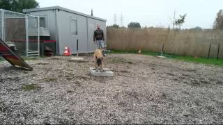 Target lock, change of positions and bark on command, dog training with 9 month old belgian malinois