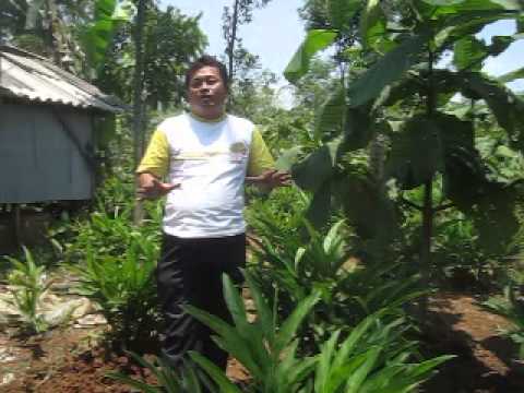 Tincture dan rempah-rempah dari potensi Pembuluh darah membesar penis