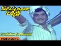 Evadidira Ee Bhoomi Video Song || Manushulanta Okkate Movie || N.T. Rama Rao, Jamuna