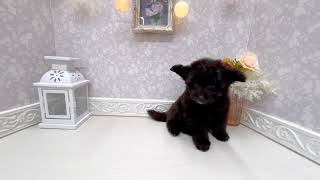 ハーフ犬の動画01