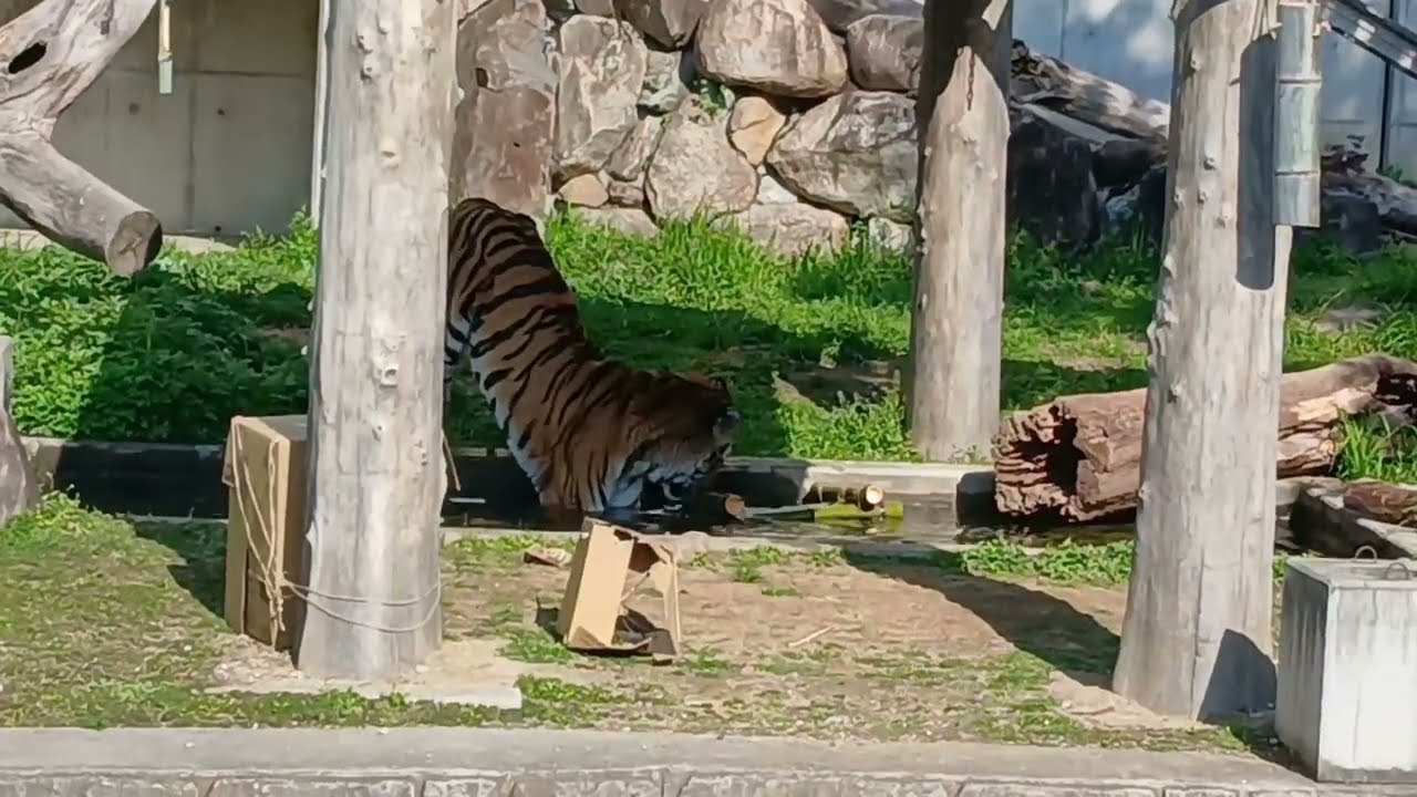 【天王寺動物園】関西大倉高校生作製のおもちゃープールに浮かべた竹製いかだ