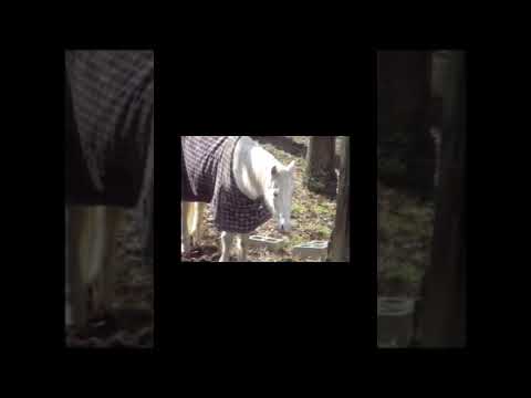 I recorded this on a Sony Mavica FD-91