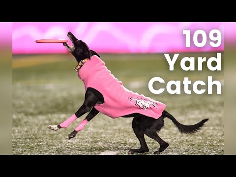 Sailor the Touchdown Dog Sets Record for the Longest Catch at a Live Sporting Event