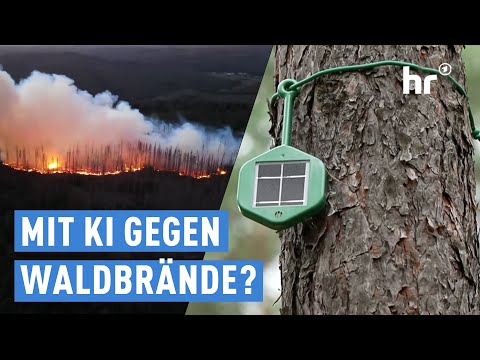 Mehr Waldbrände: Kann KI wirklich helfen? | alles wissen