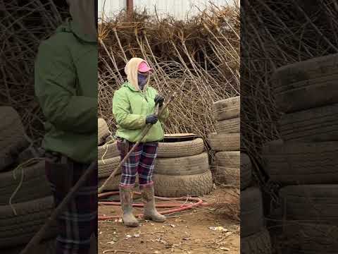 How we prep our Pink Snow Showers Bareroot Trees for Storage