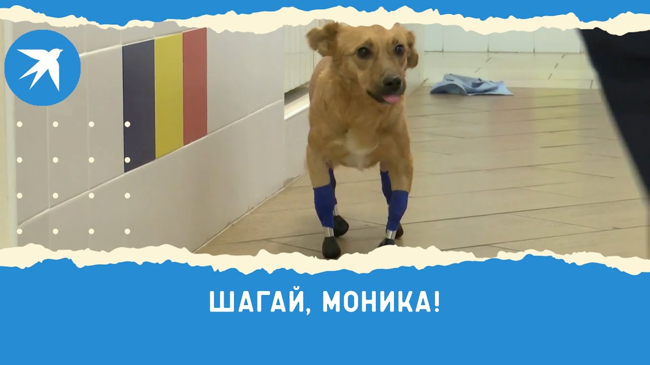 Vierbeinige Kriegsopfer: In Charkiw erhielt ein Hund eine biointegrierte Prothese