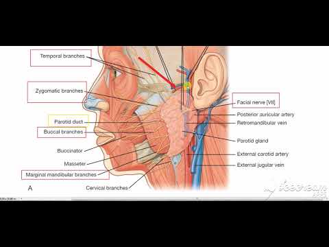 Parotid gland relations 2