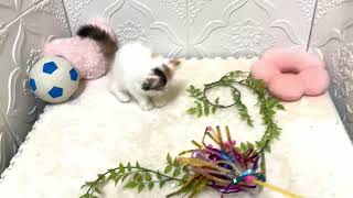 ラガマフィンの動画01