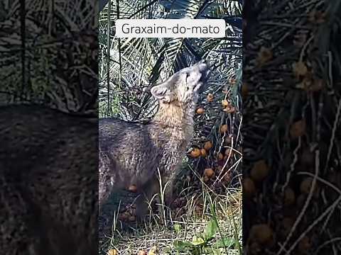 Graxaim / sorro / cachorro-do-mato  comendo butiá #fauna #wildlife #nature #shorts
