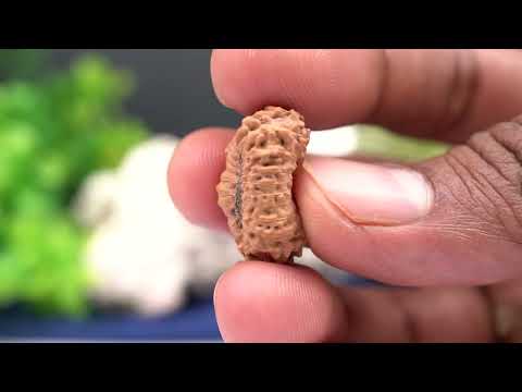 Rudraksha Product Image