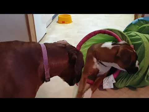 The boxer girls Odile and Adiva playing with the IKEA tunnel