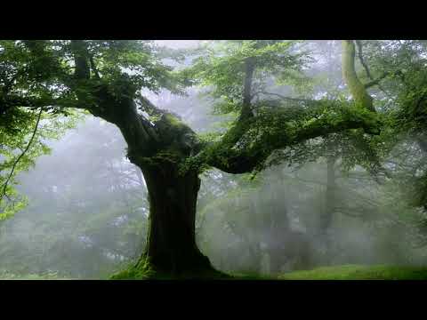 Akhlaqul Karimah Live Stream