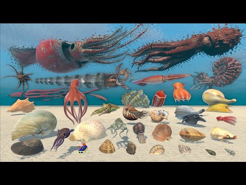 Mollusk Size Comparison - 3D Animal Animation Comparison