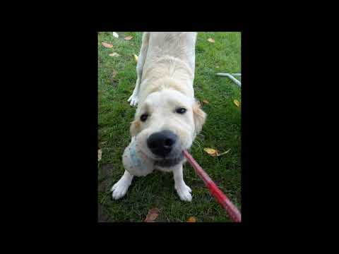 SMOOSSY - BEGINNER (Halloween) MIX #1