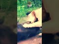 The Lion Wildebeest Fight Trending Moments Shortvideos Wildlifemoments Viralshort Animals