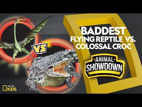 Flying Reptile vs. Colossal Croc: Battle for the Baddest | Animal Showdown