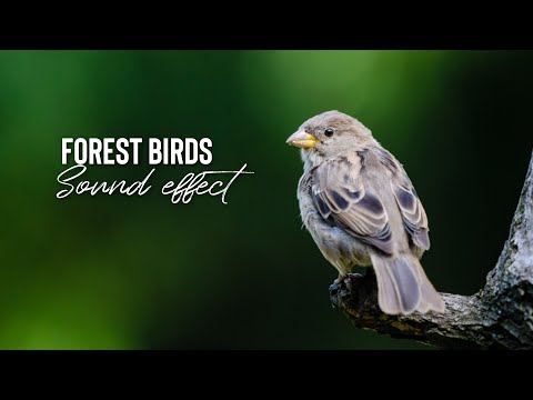 bird sound effect morning copyright free forest | no copyright stuff