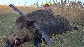 Неожиданно большой кабан на охоте в камышах. Unexpectedly big boar hunting in the reeds.