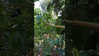 Download lagu pikat sogon yang susah turun #sogonmaniaindonesia #kicaumaniain mp3 Download lagu pikat sogon yang susah turun #sogonmaniaindonesia #kicaumaniain mp3