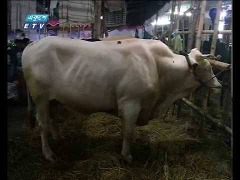 শেষ মুর্হূতে মধ্যরাতেও জমজমাট কোরবানীর পশুর হাট