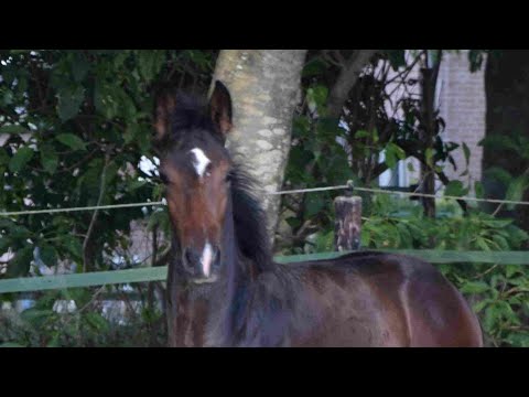 So Perfect x Jazz hengst 13-5-2022