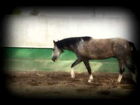 Vídeo de los aires básicos del caballo