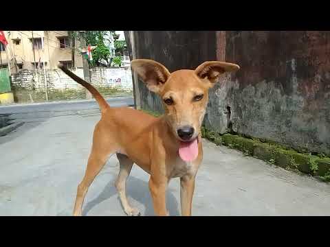 কেও রাস্তায় ছেড়ে দিয়ে চলে গেছে এই পাপীকে আমি বাসায় নিয়ে এলাম নাম কি জানো রানি।