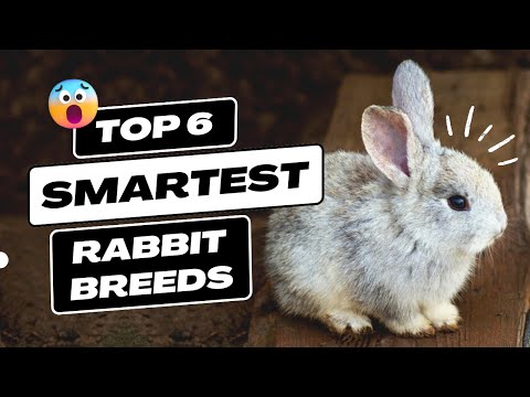 , title : 'Top 6 Smartest Rabbit Breeds'