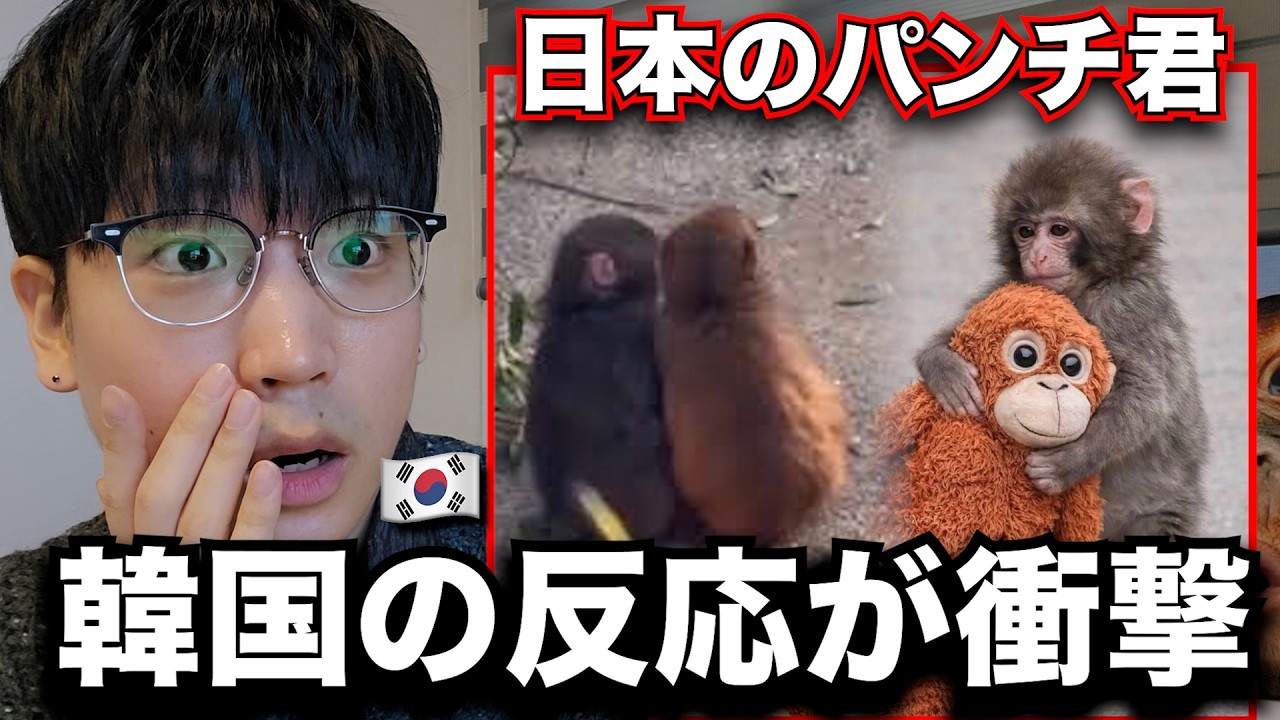 最近のパンチ君を見た韓国が衝撃を受けている理由、韓国人の反応とコメントがやばいです