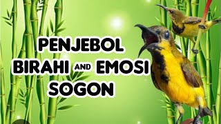 Download lagu Sogon gacor!!!! MASTERAN SOGON PENJEBOL BIRAHI DAN EMOSI SOGON FIGHTER !!!! mp3 Download lagu Sogon gacor!!!! MASTERAN SOGON PENJEBOL BIRAHI DAN EMOSI SOGON FIGHTER !!!! mp3