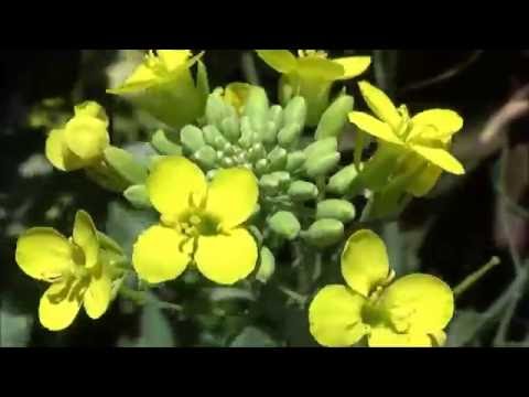 download lagu mp3 mp4 Broccoli Flower, download lagu Broccoli Flower gratis, unduh video klip Broccoli Flower