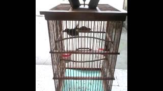 preview picture of video 'Kolibri gacor/kolibri wulung'