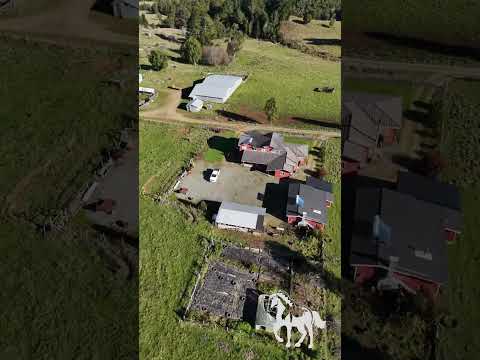 Campo de 70 hectáreas | Sector Ñadi, Los Muermos | COD: 300