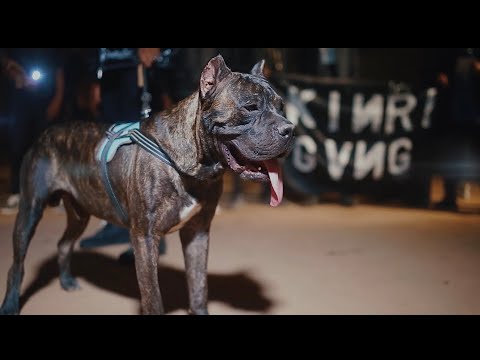 FRANCKY FP - YELFO ( Clip Officiel )