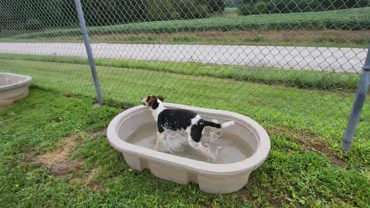 Sadie, an adopted mixed breed in Kansas City, MO video 3/4