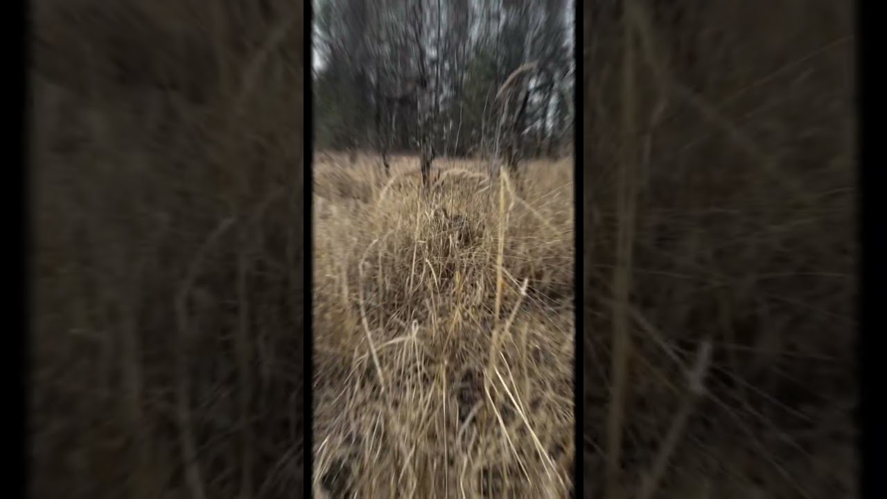 Therian shenanigans pt. 2!! #furry #theriantropy #alterhuman #therianthrophy #therian